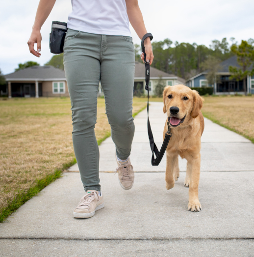 Dog walking image