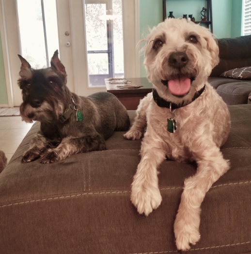 two dogs sitting on couch